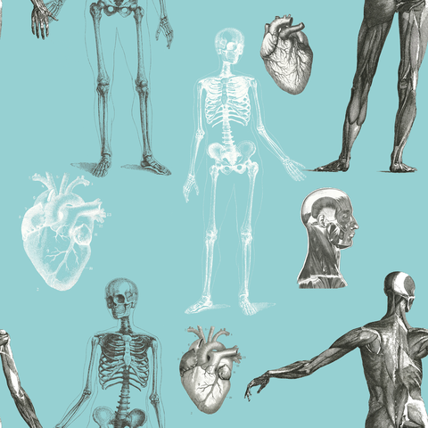 ANATOMY aquasmall