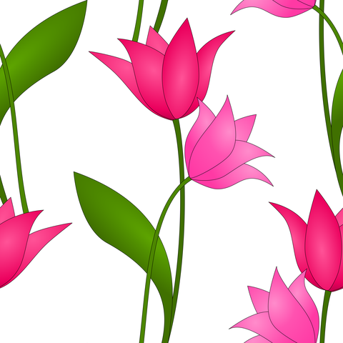 Magenta Red Rose Pink on White