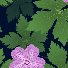 Romantic Hardy Geranium Cranesbill Flowers with Delicate Leaves - Pink Flowers Dark Navy Blue Background