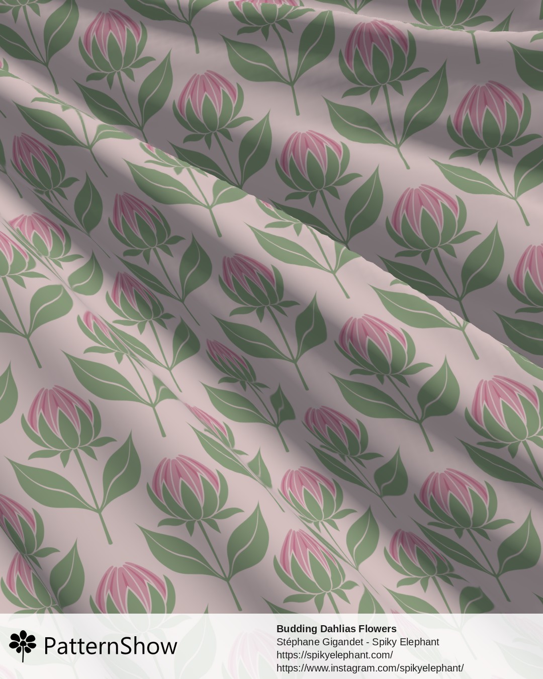 Budding Dahlias Flowers - budding-dahlias.pink-cream.3600x3600