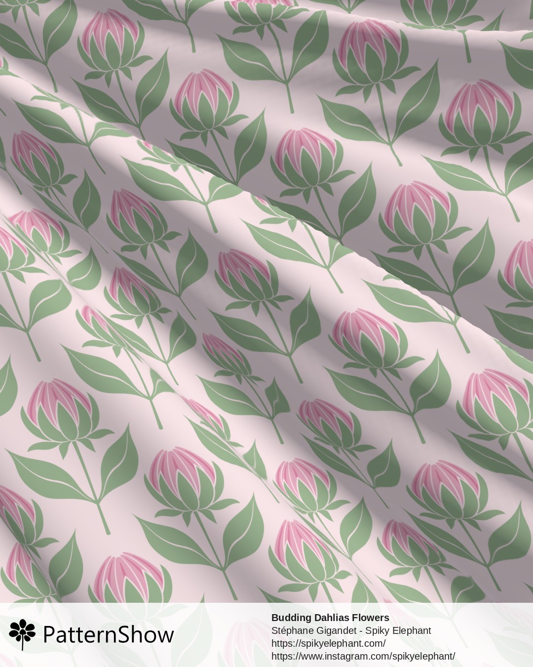 Budding Dahlias Flowers - budding-dahlias.pink-cream.3600x3600